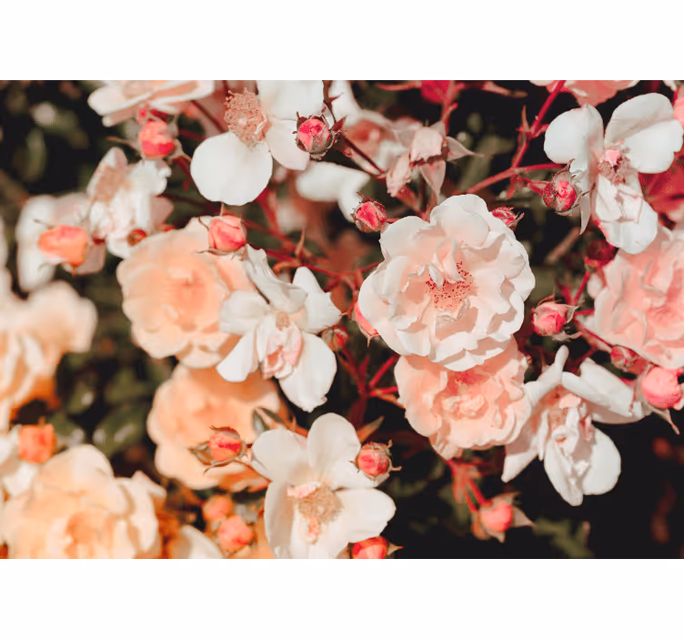 Tapisserie fleur pétales de rose en fleurs - TenStickers