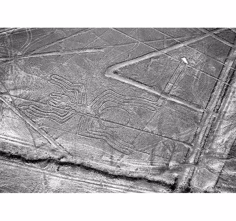 Tapisserie animaux araignée de nazca - TenStickers