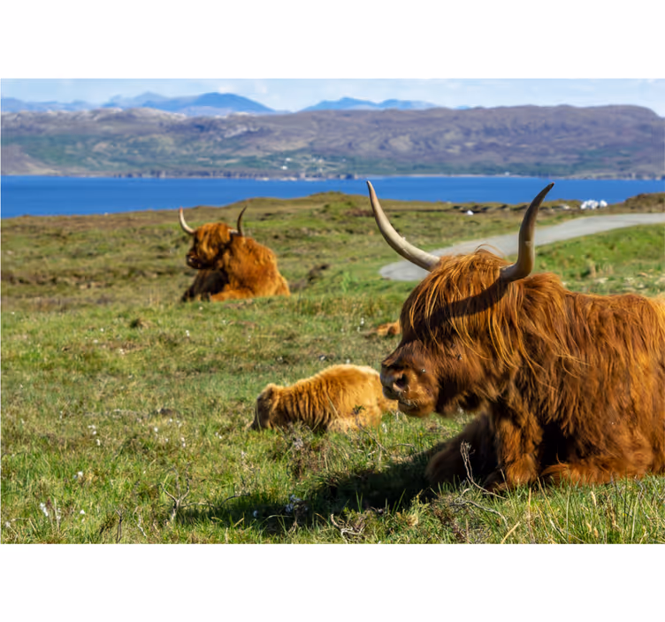 Papier peint mural d'animaux Groupe de vaches des highlands - TenStickers
