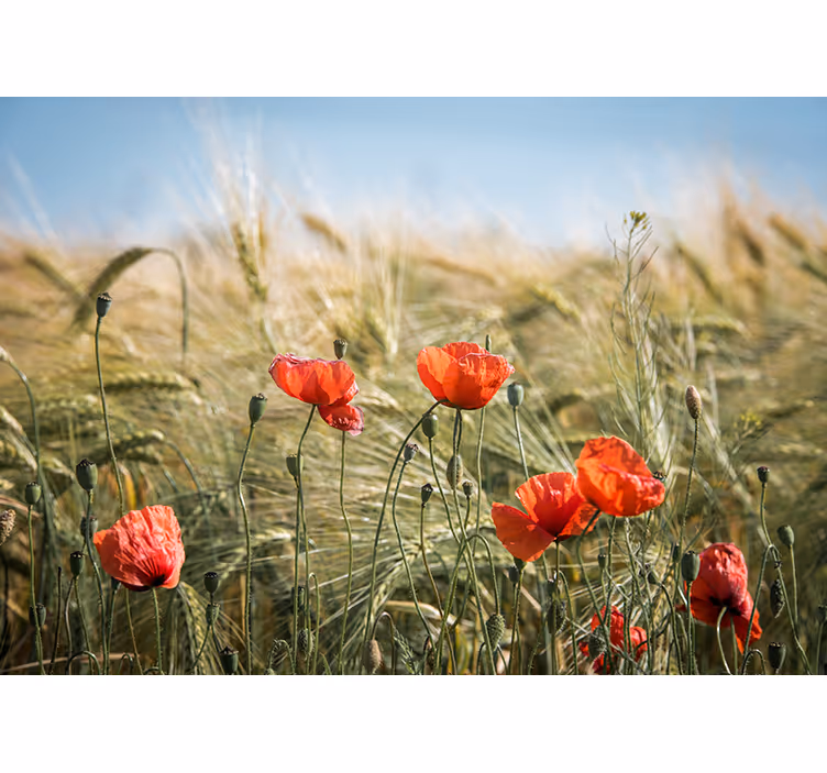 Papier peint nature Coquelicots en blé d'été - TenStickers