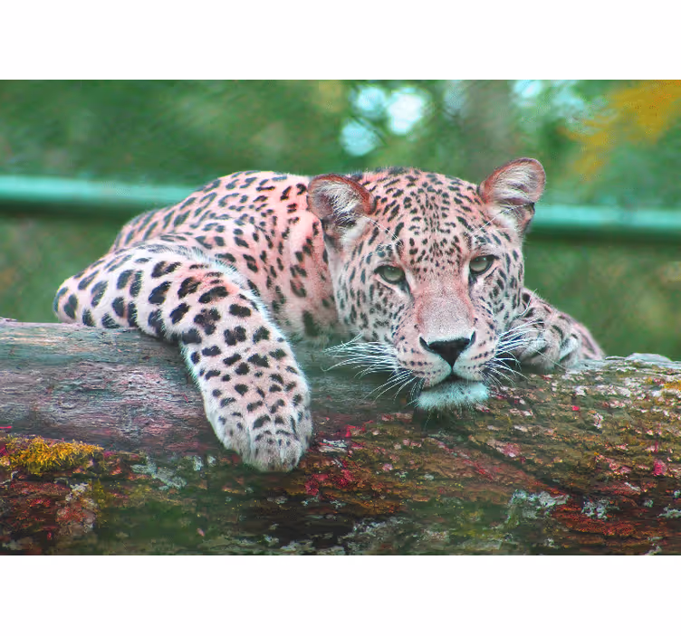 Tapisserie animaux léopard se reposant gracieusement - TenStickers