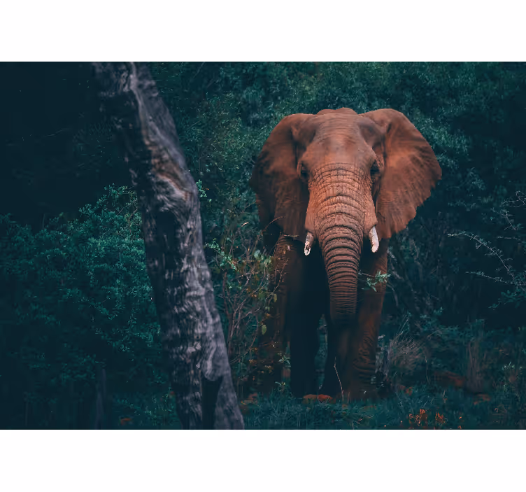 Tapisserie animaux présence d'Éléphant majestueux - TenStickers