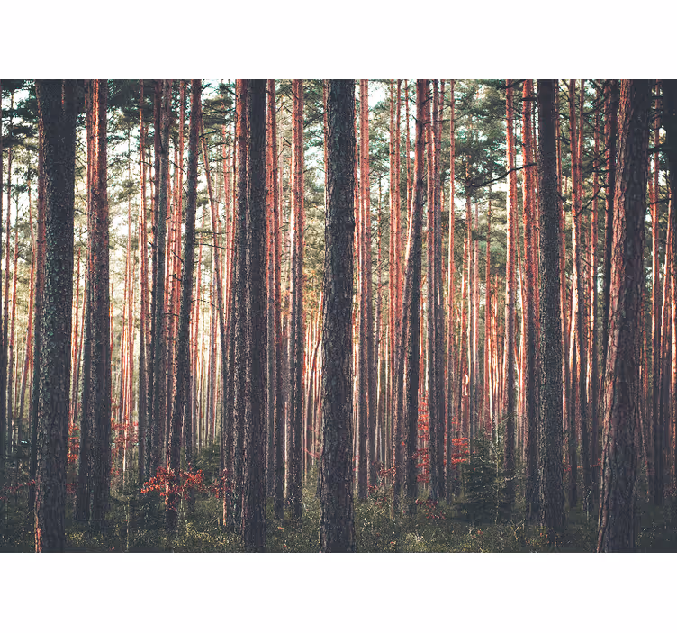 Tapisserie forêt bois de pin paisible - TenStickers