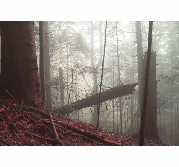 Tapisserie forêt vue brumeuse de la forêt - TenStickers