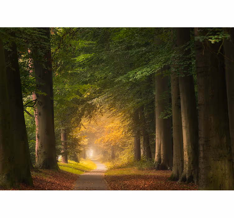 Tapisserie nature chemin forestier - TenStickers