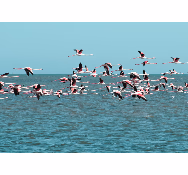 Tapisserie animaux flamants roses sur l'eau - TenStickers