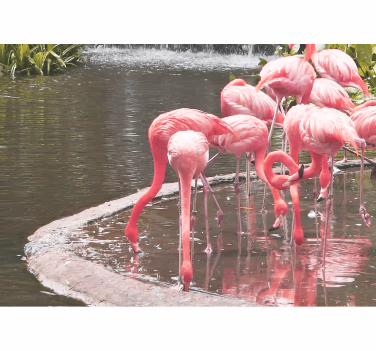 Tapisserie animaux assemblage de flamants - TenStickers