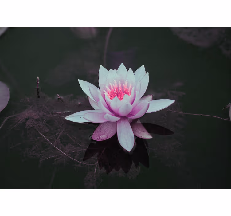 Tapisserie autres fleurs l'élégance de la fleur de lotus - TenStickers