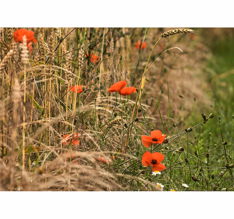 Tapisserie coquelicots sérénité des prés - TenStickers