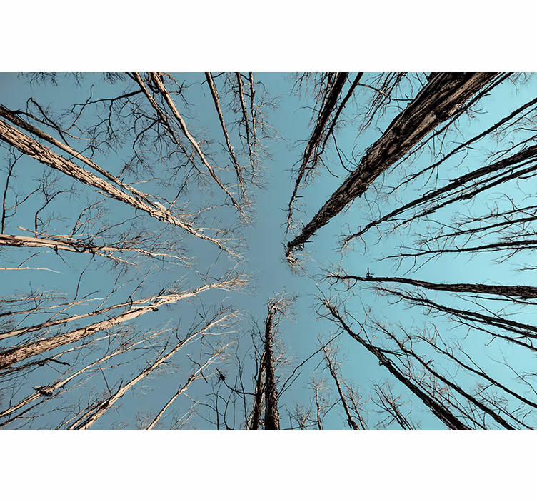 Tapisserie arbre vers le ciel - TenStickers