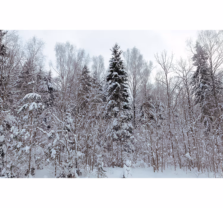 Tapisserie forêt scène bois d'hiver - TenStickers