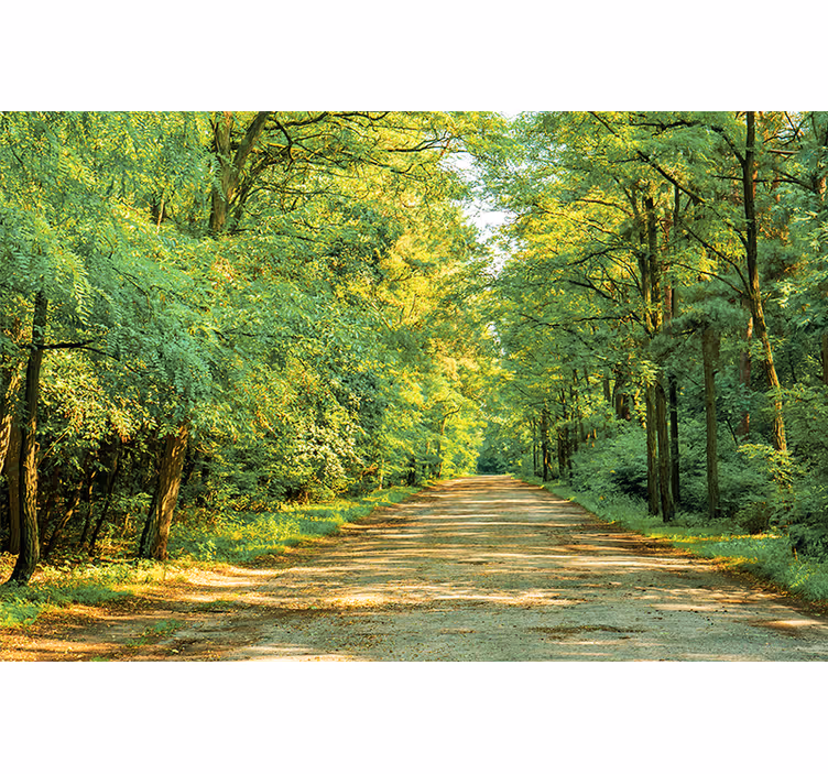 Papier peint nature Forêt verte par une journée ensoleillée - TenStickers