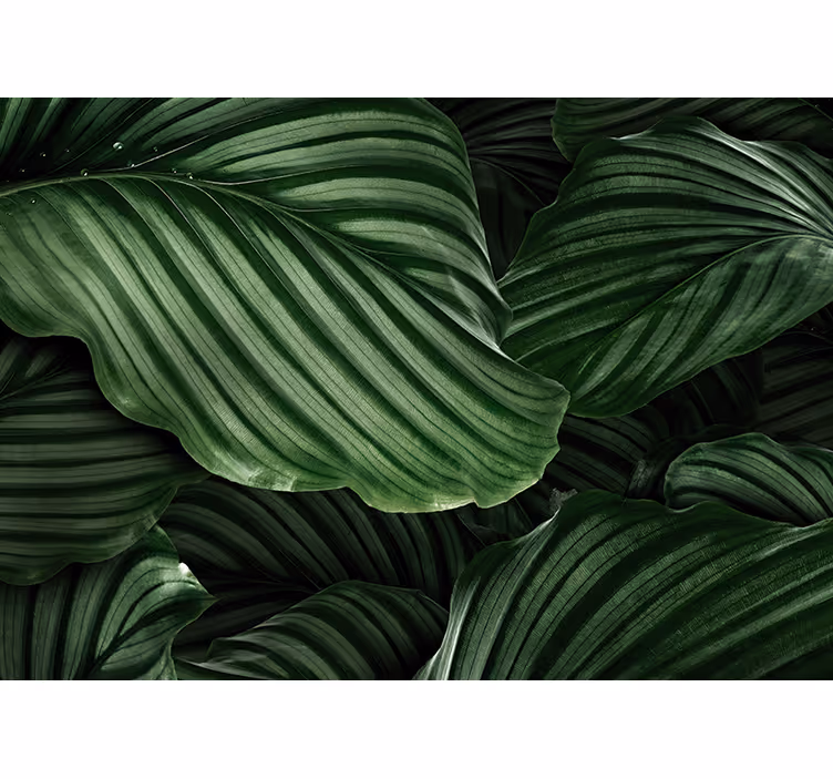 Tapisserie nature feuilles de verdure luxuriante - TenStickers