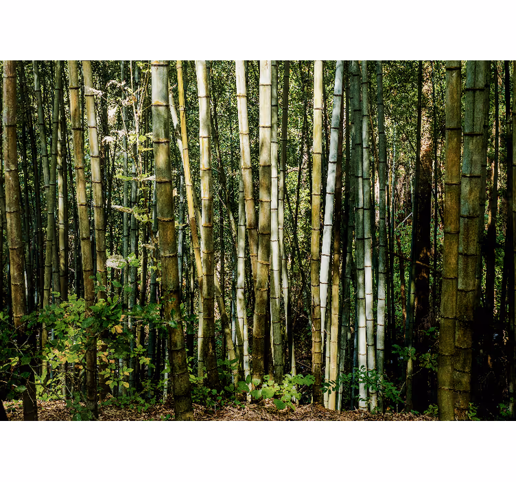 Tapisserie bambou paysage de bambou - TenStickers