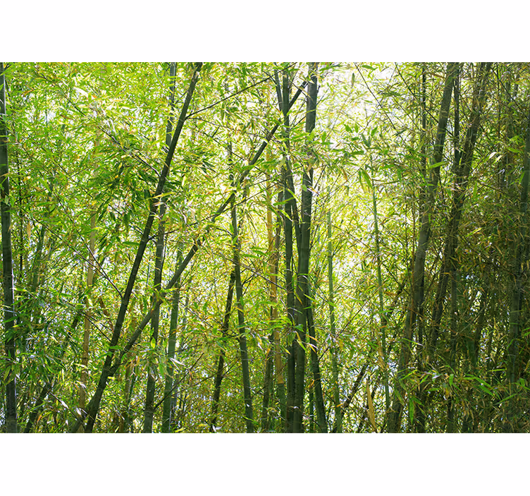 Tapisserie bambou bosquet de bambous vibrant - TenStickers