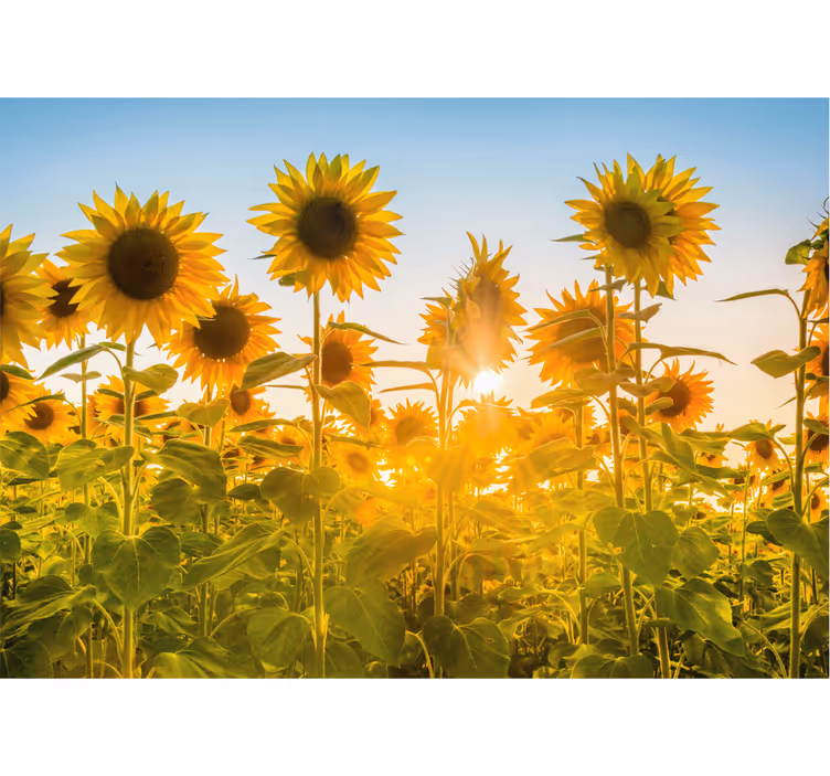 Papier peint mural de fleurs Champ de tournesols au lever du sole - TenStickers