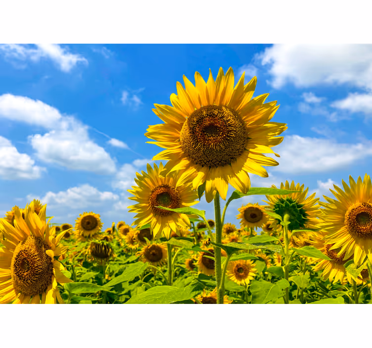 Tapisserie fleur champ de tournesols - TenStickers