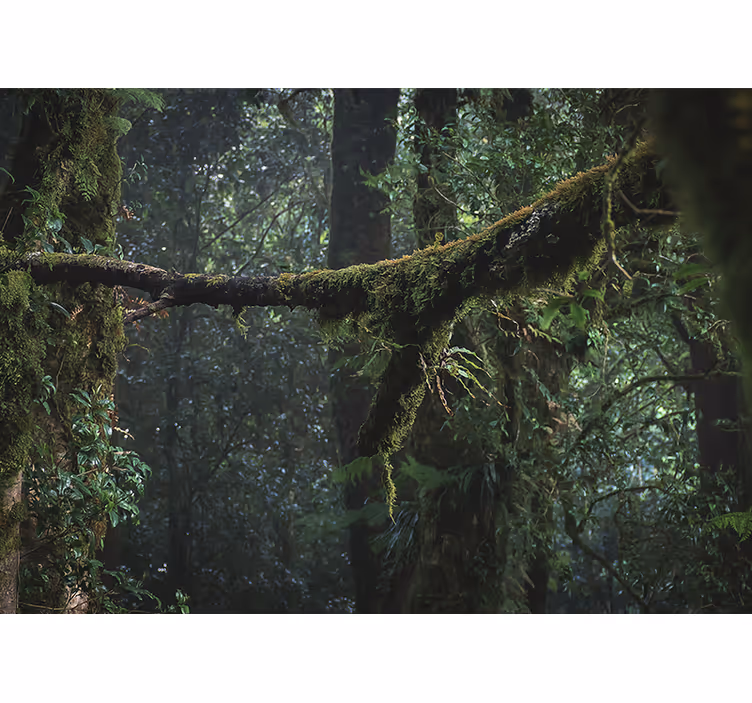 Tapisserie forêt feuillage luxuriant des cimes - TenStickers