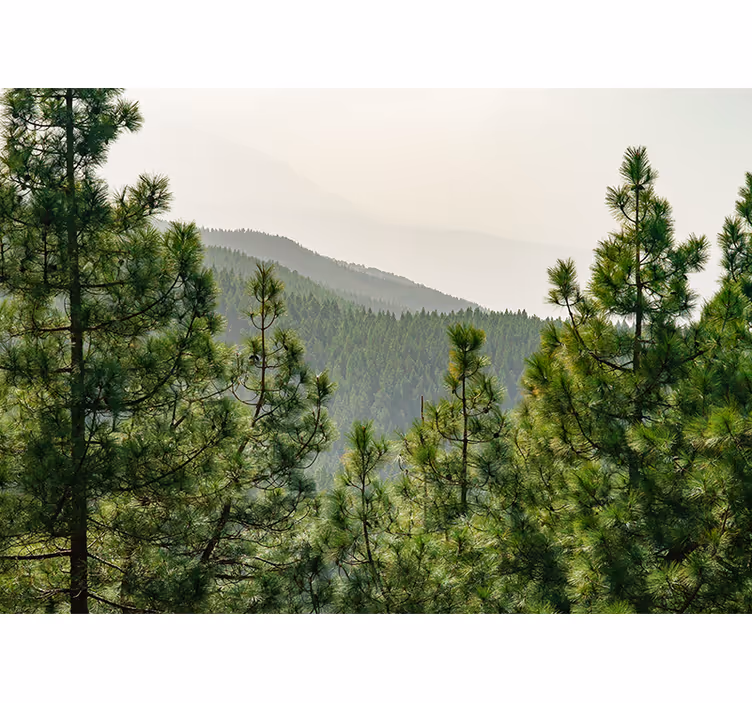 Tapisserie nature paysage de verdure luxuriante - TenStickers