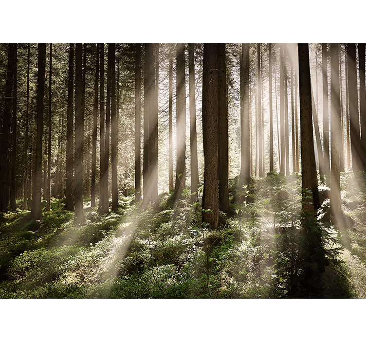 Papier peint mural forets De grands arbres - TenStickers