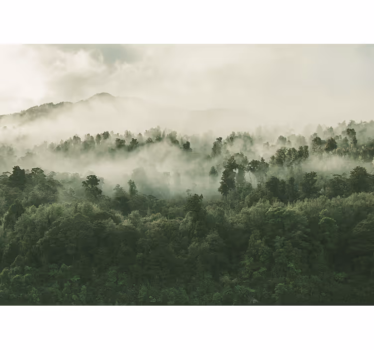 Tapisserie nature scène forestière brumeuse - TenStickers