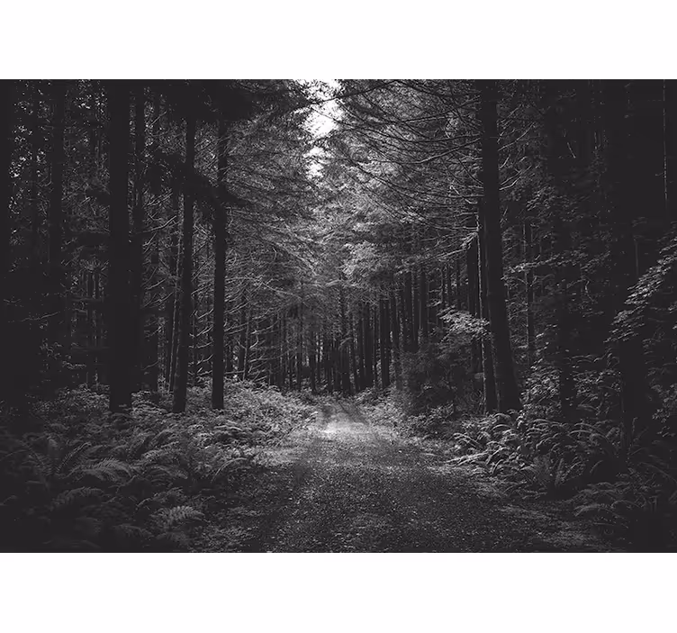 Tapisserie forêt chemin paisible en forêt - TenStickers