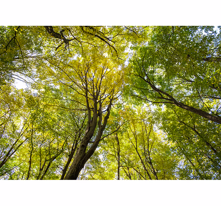 Tapisserie nature canopée de forêt luxuriante - TenStickers