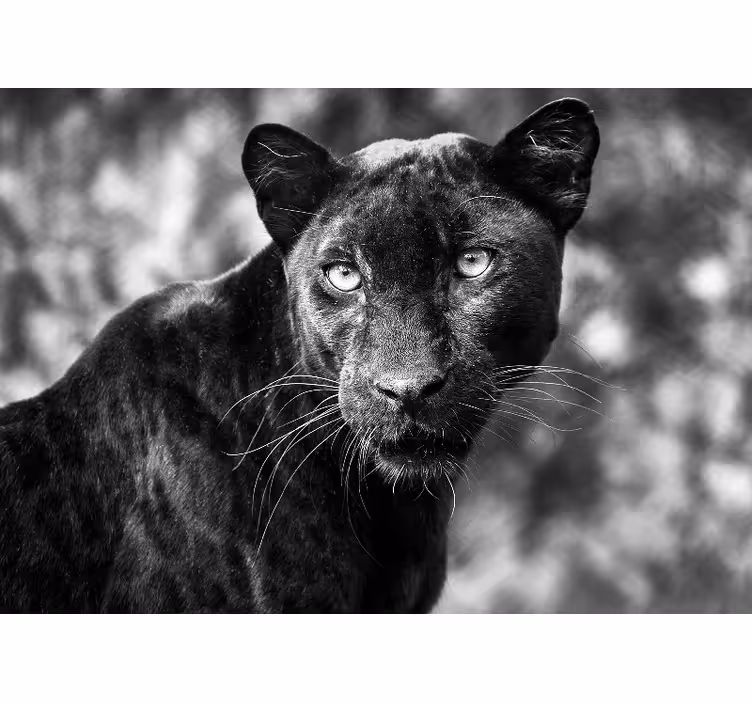 Tapisserie animaux tête de panthère noire - TenStickers