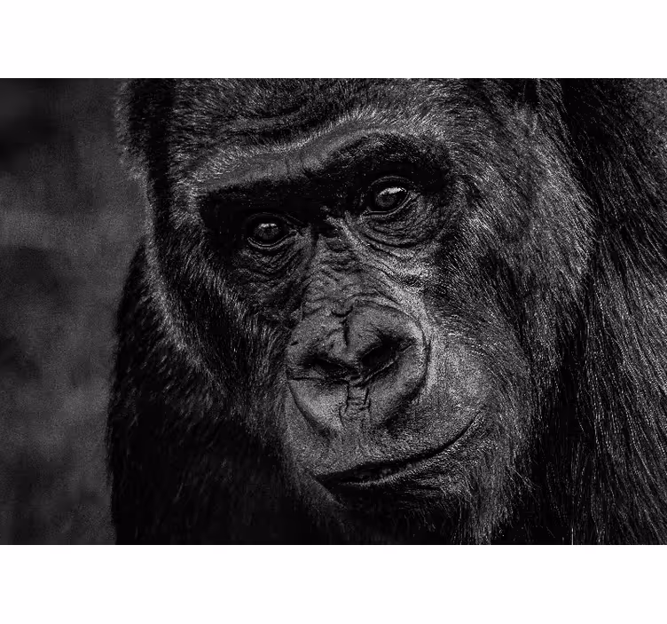 Tapisserie animaux gros plan de gorille - TenStickers