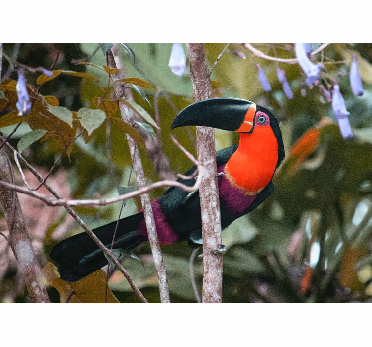 Tapisserie animaux affichage de toucan coloré - TenStickers