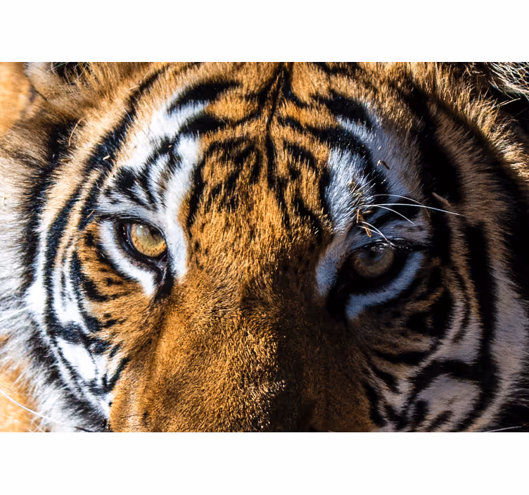 Tapisserie animaux gros plan sur un tigre majestueux - TenStickers