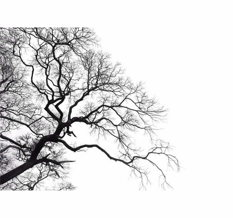 Papier peint design Rupture d'une seule branche de bois - TenStickers