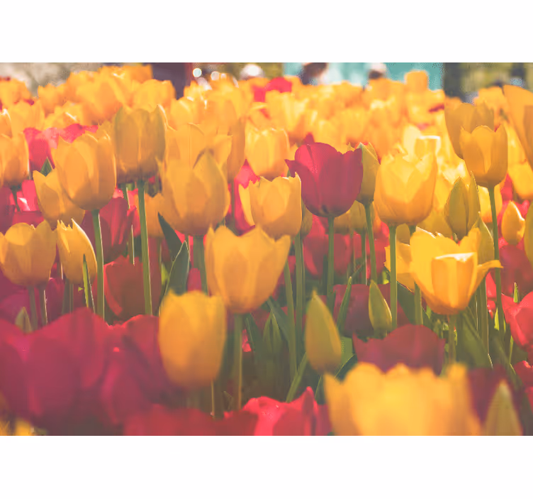Tapisserie fleur champs de tulipes en fleurs - TenStickers