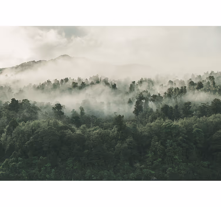 Tapisserie nature scène de forêt brumeuse - TenStickers