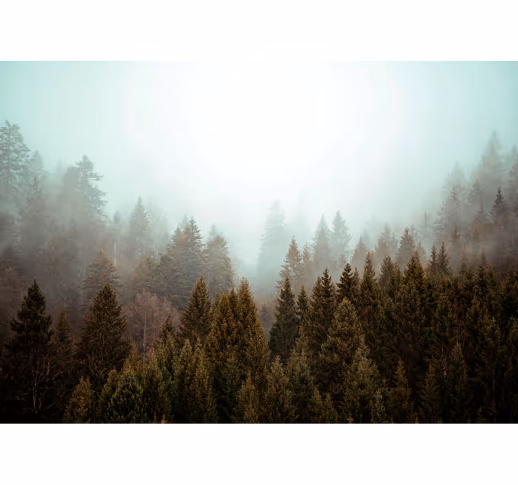 Tapisserie forêt forêt de conifères brumeuse - TenStickers