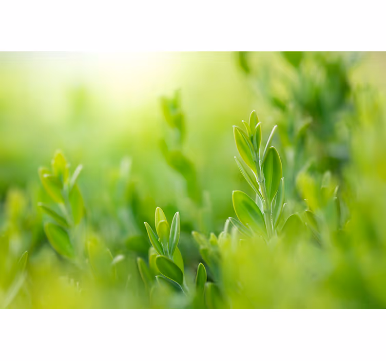 Tapisserie nature verdure luxuriante en gros plan - TenStickers