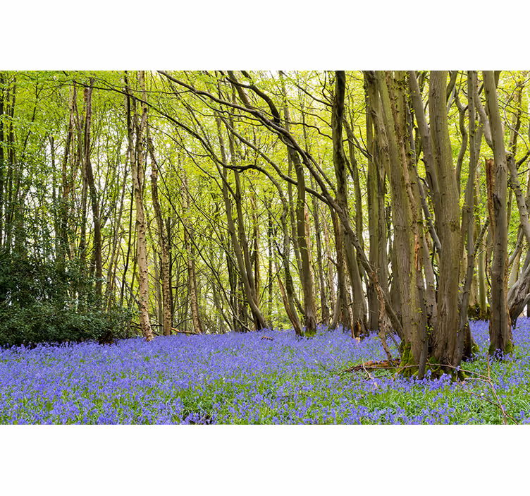 Papier peint nature Fleurs de bluebell en forêt - TenStickers