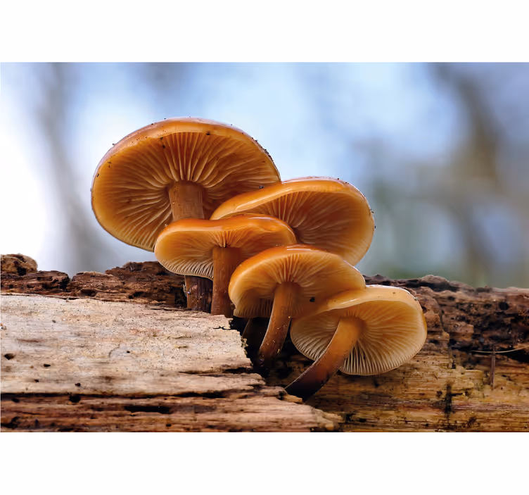 Tapisserie fleur champignon en bouquet - TenStickers