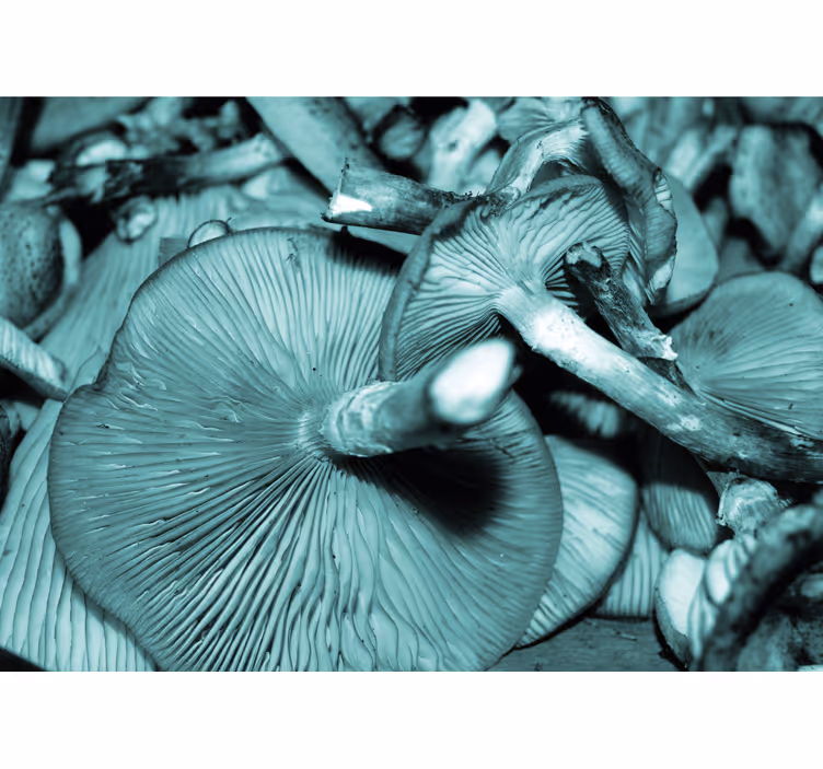 Tapisserie nature bouquet de champignons - TenStickers