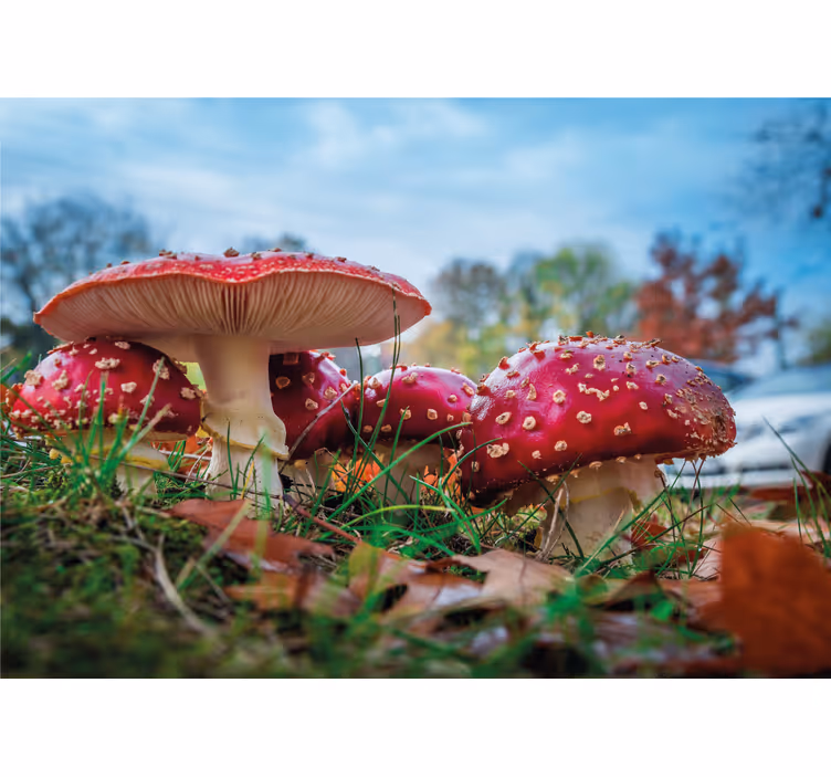 Tapisserie nature champignons rouges en bouquet - TenStickers
