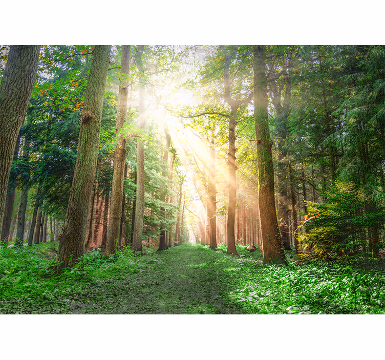 Tapisserie forêt sentier paisible en pleine nature - TenStickers