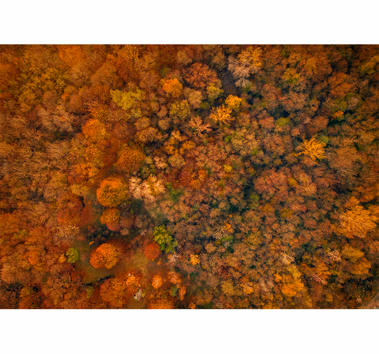 Tapisserie nature vue sur la canopée d'automne - TenStickers