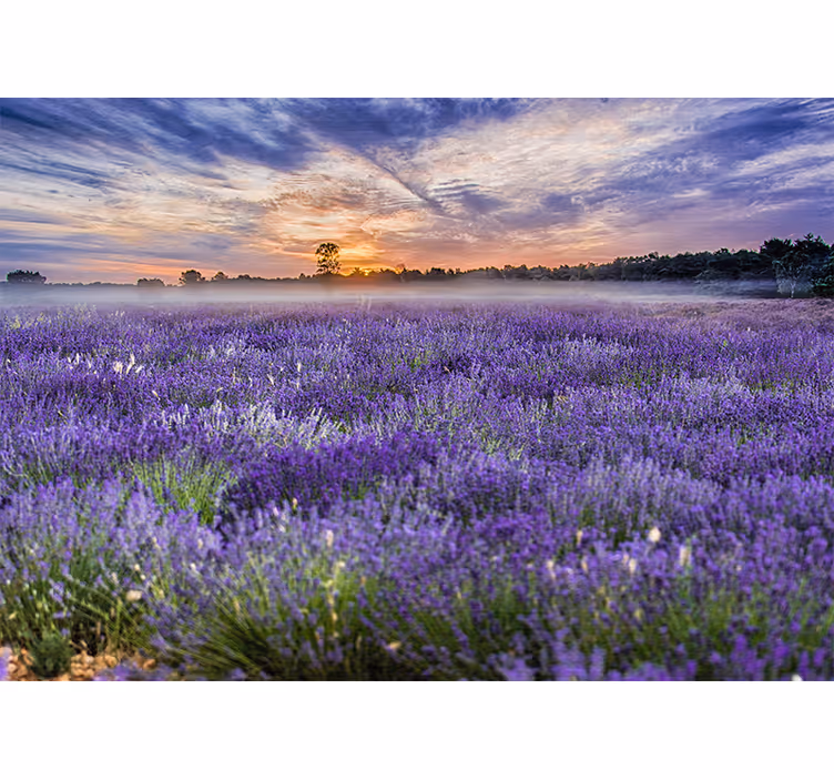 Tapisserie fleur champ de lavande au crépuscule - TenStickers