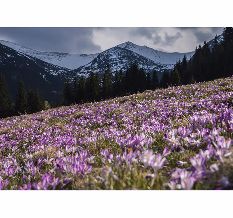 Tapisserie fleur champ de fleurs de crocus - TenStickers