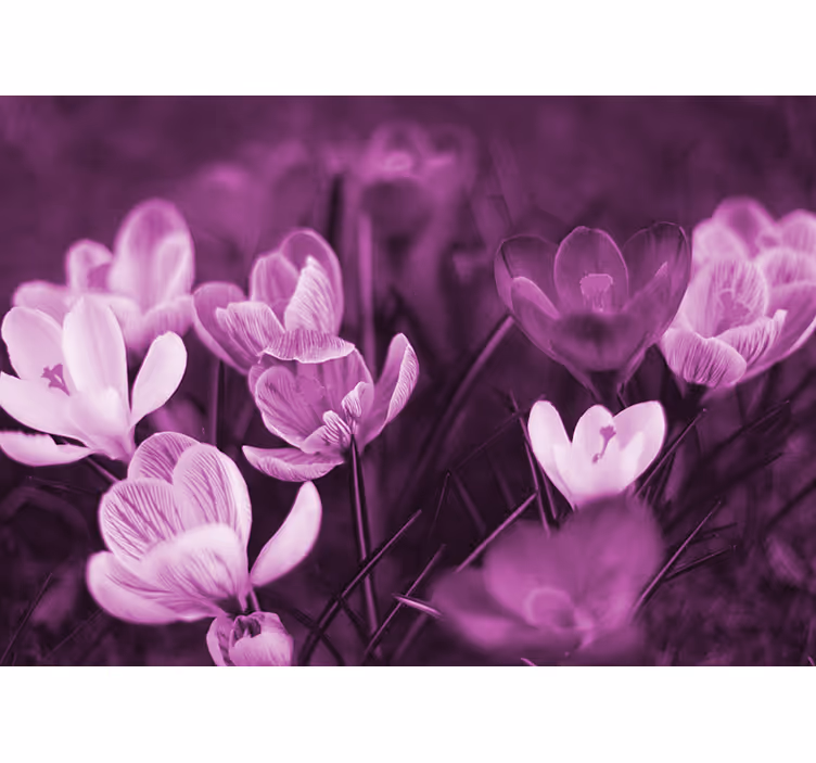 Tapisserie coquelicots fleuron floral délicat - TenStickers