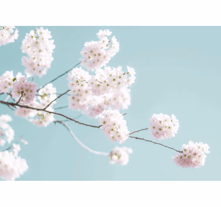 Tapisserie fleur branche de fleurs de sakura - TenStickers