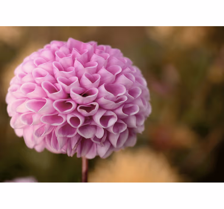 Tapisserie fleur sphère florale rose - TenStickers