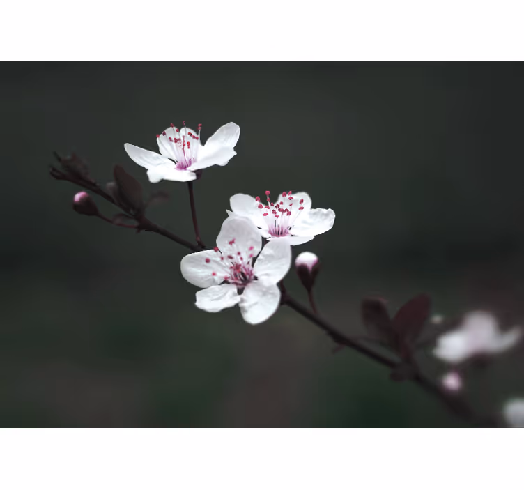Tapisserie coquelicots branche de sakura - TenStickers