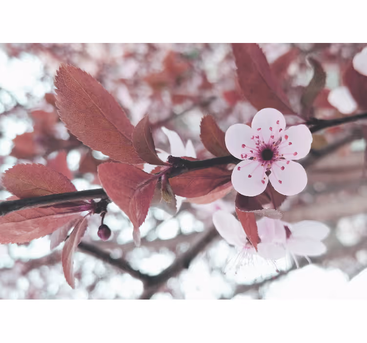 Tapisserie fleur fleurs de cerisier en Éclosion - TenStickers