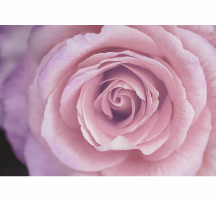 Tapisserie fleur rose pâle en Éclosion - TenStickers